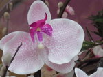 22012013_Telford Garden Orchid Show00033