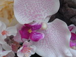 22012013_Telford Garden Orchid Show00034