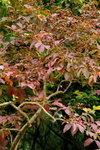 20012013_Taipo Waterfront Park Snapshots00025