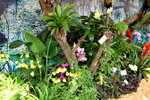 22032013_Hong Kong Flower Show 2013_Varieties00081