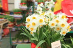 26012014_2014 Chinese New Year Flower Fair@Victoria Park_Daffodil00002