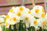 26012014_2014 Chinese New Year Flower Fair@Victoria Park_Daffodil00007