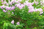 15062014_Lingnan Garden Snapshots00002
