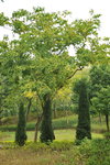16022014_Lingnan Garden Snapshots00003
