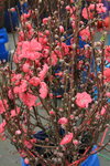 26012014_2014 Chinese New Year Flower Fair@Victoria Park_Peach Blossom00002