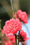 26012014_2014 Chinese New Year Flower Fair@Victoria Park_Peach Blossom00004