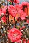26012014_2014 Chinese New Year Flower Fair@Victoria Park_Peach Blossom00005