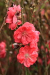 26012014_2014 Chinese New Year Flower Fair@Victoria Park_Peach Blossom00006
