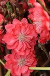 26012014_2014 Chinese New Year Flower Fair@Victoria Park_Peach Blossom00008