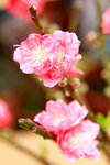 26012014_2014 Chinese New Year Flower Fair@Victoria Park_Peach Blossom00009