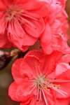 26012014_2014 Chinese New Year Flower Fair@Victoria Park_Peach Blossom00012