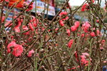 26012014_2014 Chinese New Year Flower Fair@Victoria Park_Peach Blossom00015