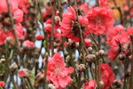 26012014_2014 Chinese New Year Flower Fair@Victoria Park_Peach Blossom00016