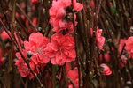 26012014_2014 Chinese New Year Flower Fair@Victoria Park_Peach Blossom00017