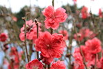 26012014_2014 Chinese New Year Flower Fair@Victoria Park_Peach Blossom00018