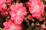 26012014_2014 Chinese New Year Flower Fair@Victoria Park_Peach Blossom00021