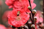 26012014_2014 Chinese New Year Flower Fair@Victoria Park_Peach Blossom00022