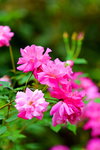 18032014_Sun Lai Garden Flower00001