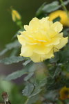 18032014_Sun Lai Garden Flower00002