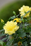 18032014_Sun Lai Garden Flower00003