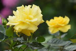 18032014_Sun Lai Garden Flower00015