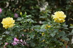 18032014_Sun Lai Garden Flower00017