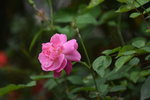 18032014_Sun Lai Garden Flower00018