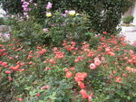 18032014_Sun Lai Garden Flower00019
