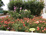 18032014_Sun Lai Garden Flower00020