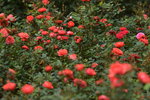 18032014_Sun Lai Garden Flower00021