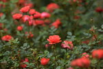 18032014_Sun Lai Garden Flower00022