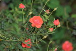 18032014_Sun Lai Garden Flower00024