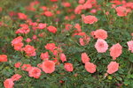 18032014_Sun Lai Garden Flower00025