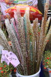 26012014_2014 Chinese New Year Flower Fair@Victoria Park_Varieties00003