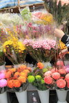 26012014_2014 Chinese New Year Flower Fair@Victoria Park_Varieties00005