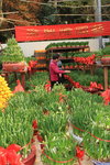 26012014_2014 Chinese New Year Flower Fair@Victoria Park_Varieties00007