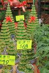 26012014_2014 Chinese New Year Flower Fair@Victoria Park_Varieties00008