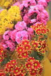 26012014_2014 Chinese New Year Flower Fair@Victoria Park_Varieties00011