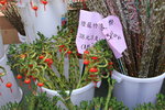 26012014_2014 Chinese New Year Flower Fair@Victoria Park_Varieties00015