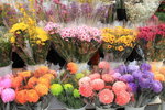 26012014_2014 Chinese New Year Flower Fair@Victoria Park_Varieties00019