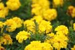 25032015_Hong Kong Flower Show_Carnation石竹00002