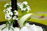 25032015_Hong Kong Flower Show_Carnation石竹00003
