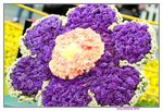 25032015_Hong Kong Flower Show_Carnation石竹00004