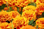 25032015_Hong Kong Flower Show_Carnation石竹00005