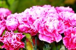 25032015_Hong Kong Flower Show_Carnation石竹00006