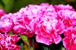 25032015_Hong Kong Flower Show_Carnation石竹00007