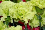 25032015_Hong Kong Flower Show_Carnation石竹00008