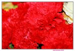 25032015_Hong Kong Flower Show_Carnation石竹00009