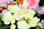 25032015_Hong Kong Flower Show_Carnation石竹00010