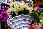 14022015_Lunar New Year Flower Fair Snapshots_水仙00005